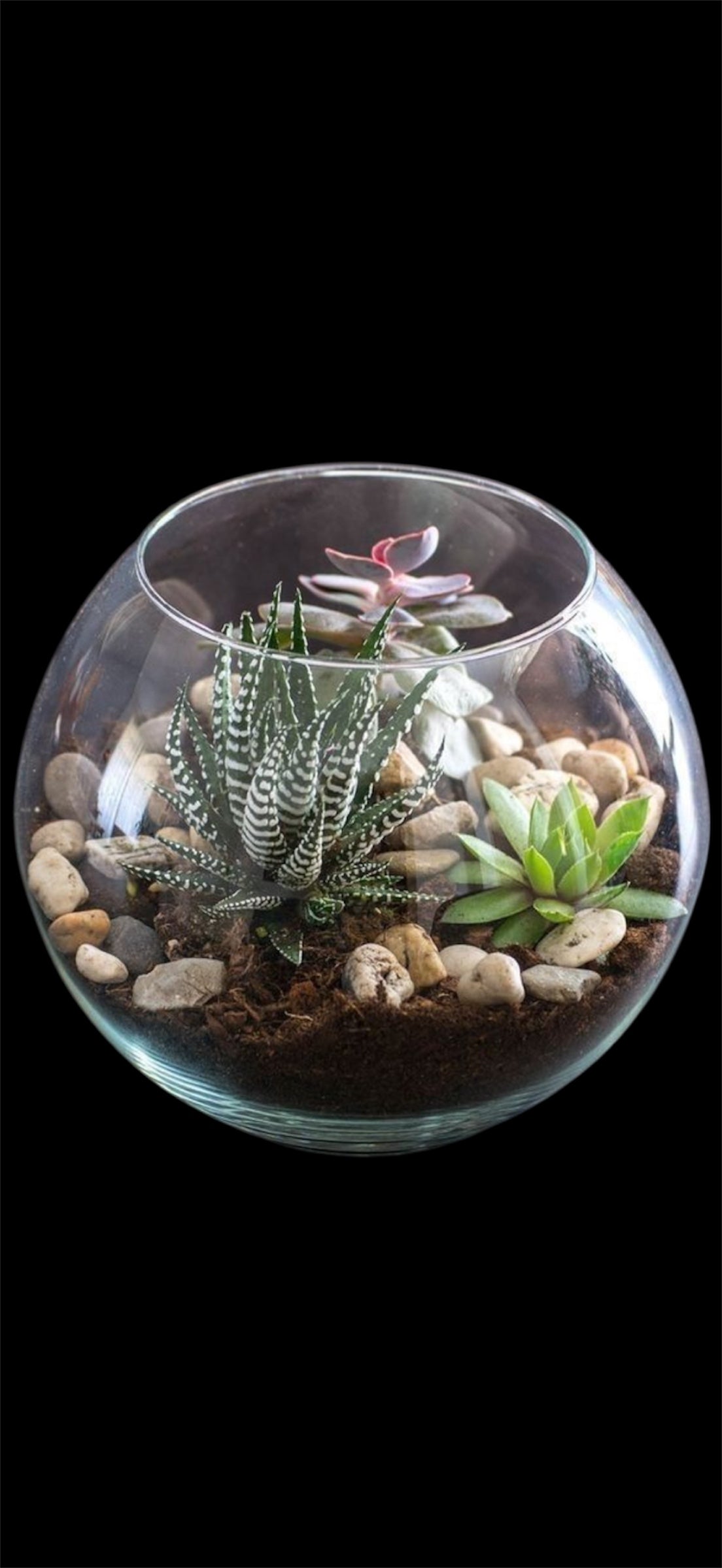 Nature’s Elegance Terrarium