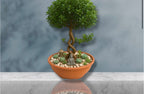 Whimsy Meets Zen Bonsai