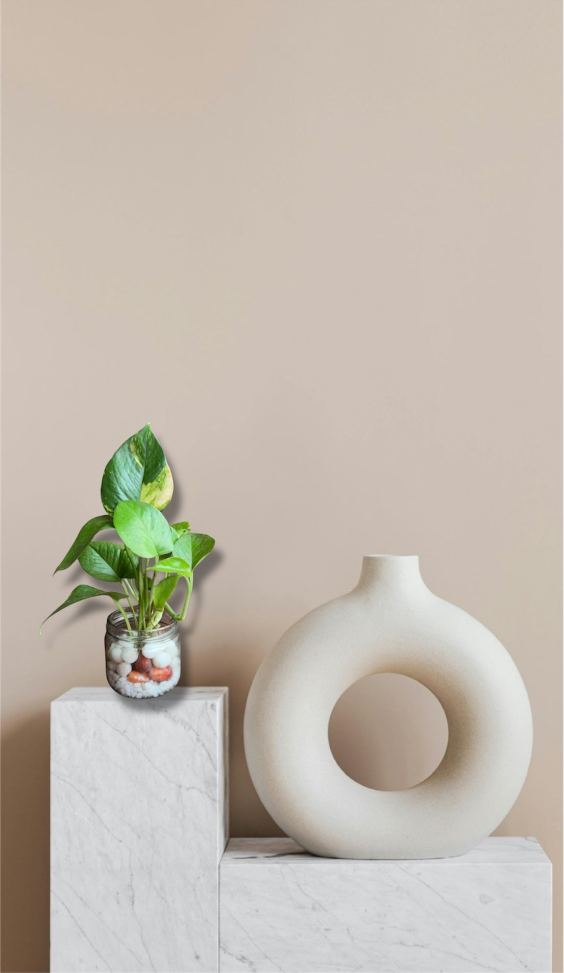 Money Plant in Mason Jar