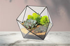 Geometric Terrariums