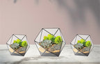 Geometric Terrariums