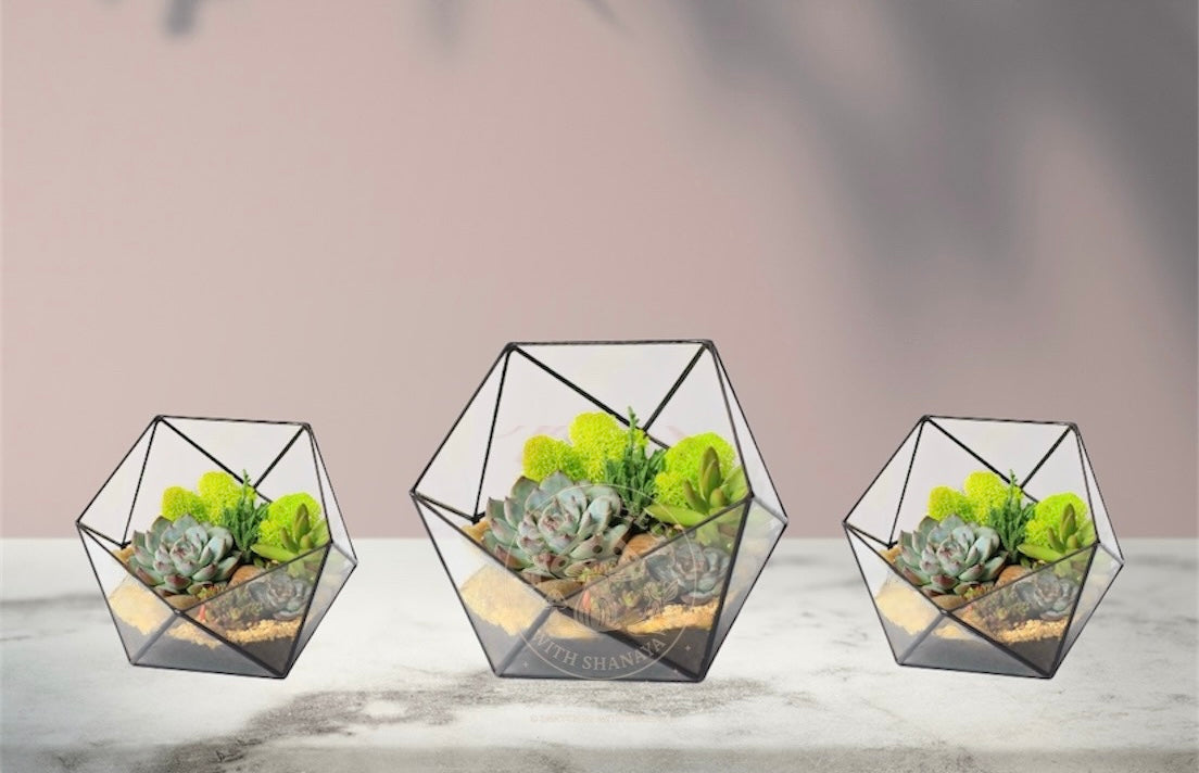 Geometric Terrariums