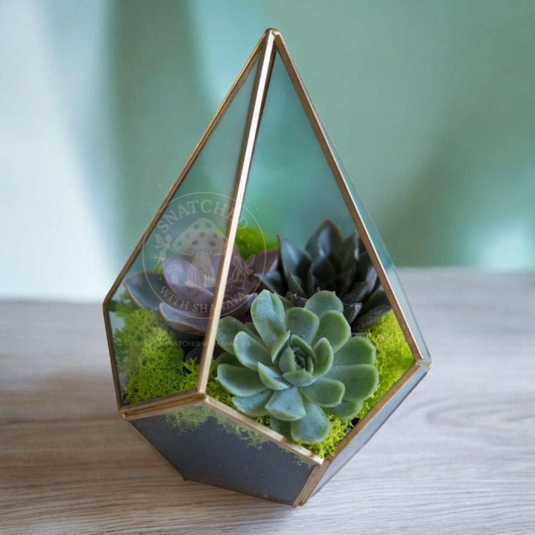 Geometric Succulent Terrarium