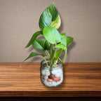 Money Plant in Mason Jar