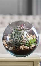 Nature’s Elegance Terrarium