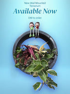 Wall Mounted Terrarium