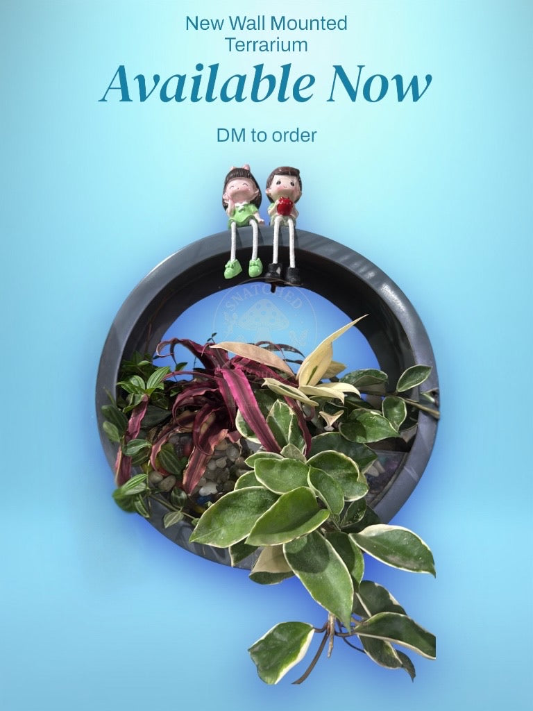 Wall Mounted Terrarium